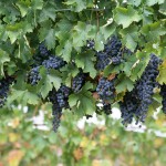 S:US Partners With Rooftop Reds Vineyard For The 2015 Growing Season