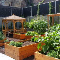 Urban Farmers Celebrate a Food Oasis in the South Bronx